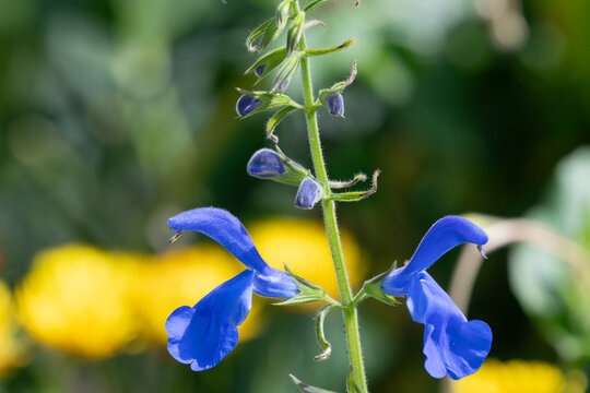 Close up of gentian sage (salvia patens) flowers in bloom