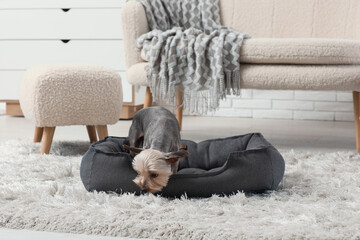Cute small Yorkshire terrier dog with pet bed in living room at home