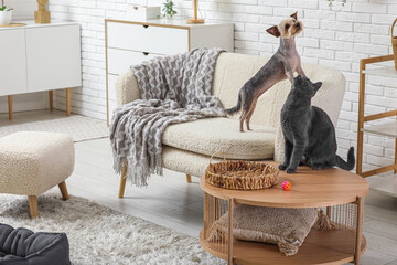 Cute small Yorkshire terrier dog and British cat in living room at home