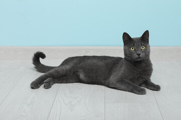Cute British cat lying on floor near blue wall