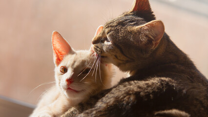 Baby Cat VIII