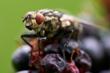 Closeup up of fly sitting on blackberry