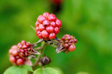 Closeup of unripe blackberries