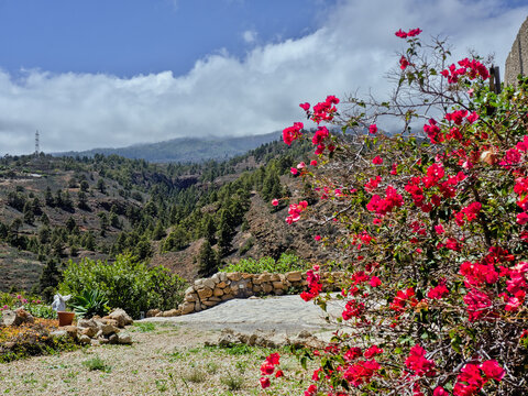 Forest and ravine area above Arico Viejo in the south of Tenerife