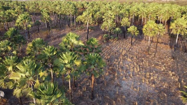 carba&uacute;ba, carnaubal, carnaubais, mata de carna&uacute;ba, carna&uacute;ba da caatinga, copernicia prunifera