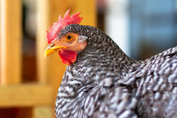 California Grey hen black and white profile view