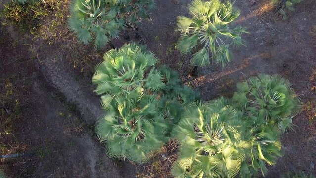 carba&uacute;ba, carnaubal, carnaubais, mata de carna&uacute;ba, carna&uacute;ba da caatinga, copernicia prunifera