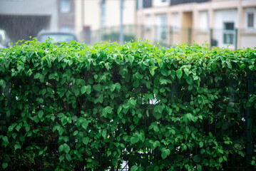 Background of green hedge in the rain.