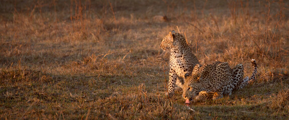 A mother leopard drinks in the golden afternoon light while its baby cub stands watche beside her,...