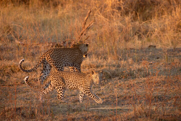 Two leopards, mother and cub, move through the glowing afternoon light in Kanana in the Okavango Delta, Botswana.