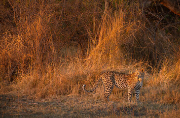 The last rays of a fiery sunset illuminates the bush savannah that surrounds a leopard. 