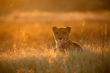 A cheeta sits ontop of a mound watching antelope move around the surrounding open veld.