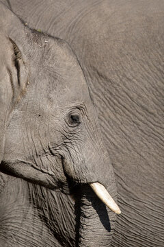 A side profile of an African Elephants face showing long eyelashes, eye, trunk and thick skin.Okavango Delta, Botswana.