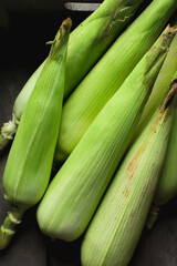 unpeeled cobs of corn in a brown wood box, whole corn in green husk on a countertop, fresh organic sweet corn on table