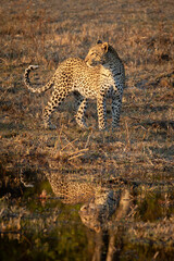 A lone beautiful leopard is reflected in the water as it hunts in golden light.