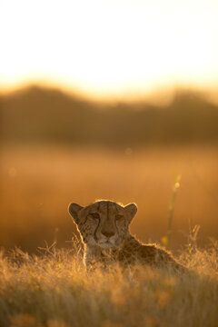 A cheetah rests in the golden afternoon light that is back lighting its face. Okavango Delta, Botswana.