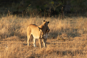 Naklejka na ściany i meble A lioness plays with her young cub in the open savannah of the Okavango Delta. Botswana.