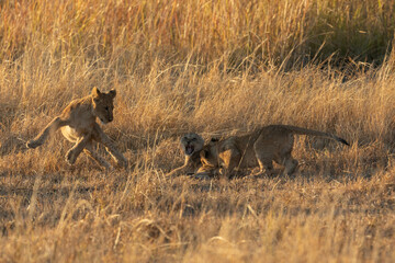 Three cubs play games in the warm morning light after their mother had returned to their nights hiding place, Kanana concession, Okavango Delta, Botswana.