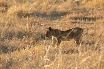 A lone cub looks into the long grass inspecting something hidden from the lens, Kanana concession, Okavango Delta, Botswana.