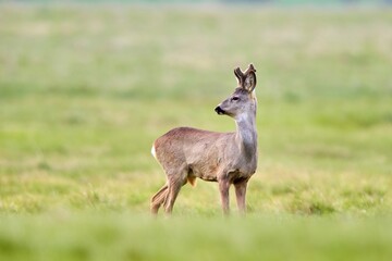 Naklejka na ściany i meble Roe deer, capreolus capreolus, walking on a meadow in fresh summer environment.
