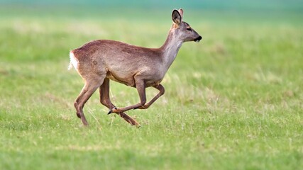 Roe deer (Capreolus capreolus) female, in natural habitat