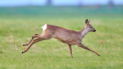 Roe deer (Capreolus capreolus) female, in natural habitat