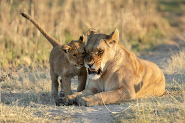 A lioness plays with her young cub in the open savannah of the Okavango Delta. Botswana.