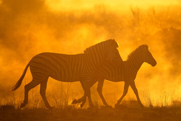 Fototapeta na wymiar Bright sunlight illuminates dust as a herd of zebra run through it. Kanana, Okavango Delta.