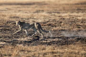 A slender and fast Cheetah makes its way across an open plain as it hunts in the wooded areas of the Okavango Delta, Botswana.