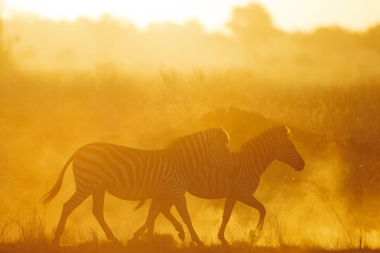 Bright sunlight illuminates dust as a herd of zebra run through it. Kanana, Okavango Delta.