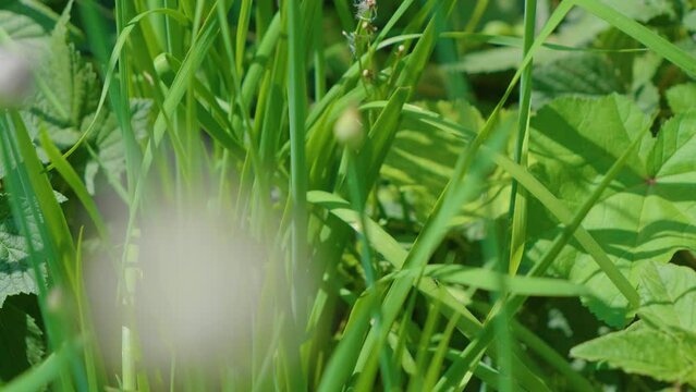 An ant walks on a leaf of garlic