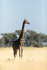 A lone giraffe stands tall in the golden grass of an open savannah in the Okavango Delta, Botswana.