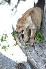 A lioness hides from a clan oh Hyena's, snarling and baring her teeth in a tree in the Kanana concession of the Okavango Delta.