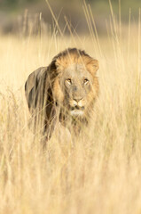 A large male lion moves through the long golden grass of an open savannah in the Okavango Delta, Botswana.