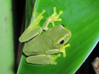 Litoria Gracilenta - Dainty Green Tree Frog