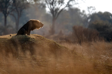 A male lion roars to his pride after a morning patrol in open savannah in Kanana, Okavango Delta, Botswana.