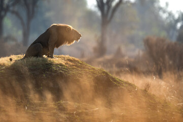 A male lion roars to his pride after a morning patrol in open savannah in Kanana, Okavango Delta,...