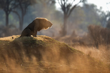 A male lion roars to his pride after a morning patrol in open savannah in Kanana, Okavango Delta, Botswana.