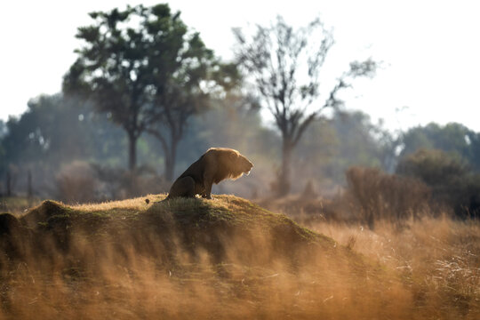 A male lion roars to his pride after a morning patrol in open savannah in Kanana, Okavango Delta, Botswana.