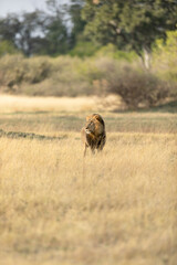 Naklejka na ściany i meble A male lion with thick mane surveys the open savannah in the Kanana concession of the Okavango Delta, Botswana.