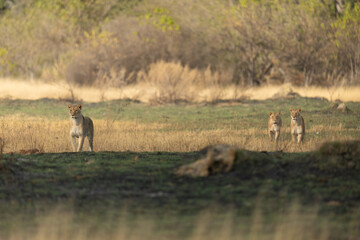 Three lionesses survey the open savannah on a hunting mission in the Kanana concession of the...