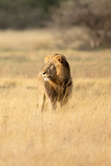 A male lion with thick mane surveys the open savannah in the Kanana concession of the Okavango Delta, Botswana.