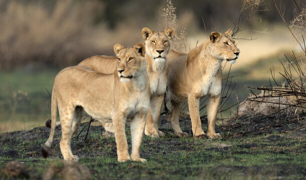 Three lionesses survey the open savannah on a hunting mission in the Kanana concession of the Okavango Delta, Botswana.