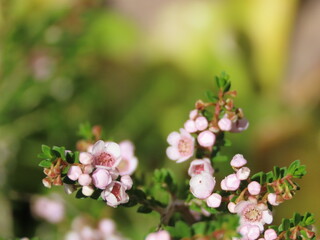 Thryptomene - Australian Wildflower
