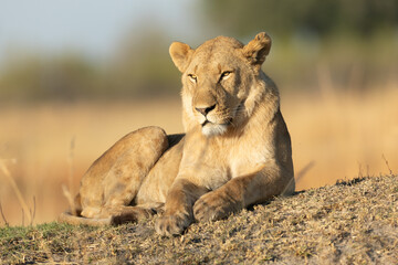 A lone lion on a grassy mound soaks up the warm morning light after a long night hunting in Kanana,...