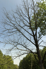 Different trees growing together in the forest