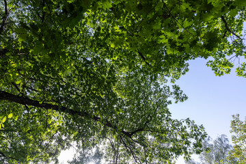 Trees in a mixed forest in summer