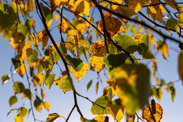Fototapeta premium Birch forest with trees with yellow and green foliage