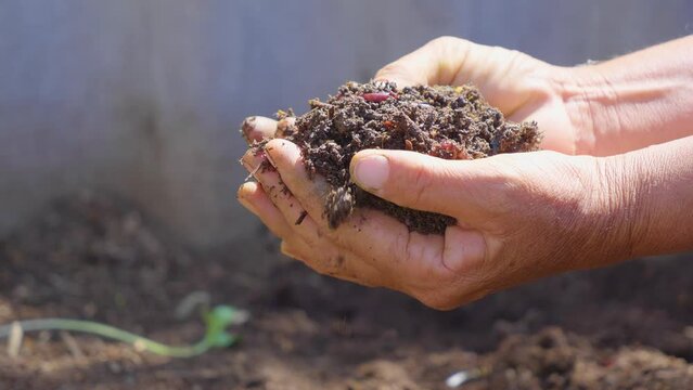Hands holding worms with earth farmer shows in his hands a group of earthworms production of vermicompost from household food waste