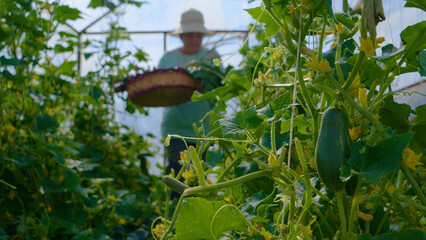 A woman enters a greenhouse with cucumbers